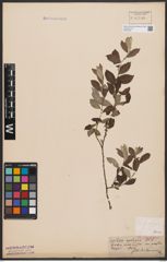 Foto von Salix aurita L. x Salix repens L.